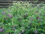 Rohtoaunioyrtti_lila_Symphytum_officinale
